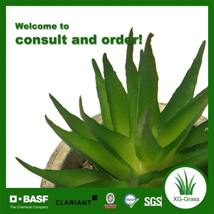 Xingu Unique Succulent Home Accents To Enhance Your Decor price